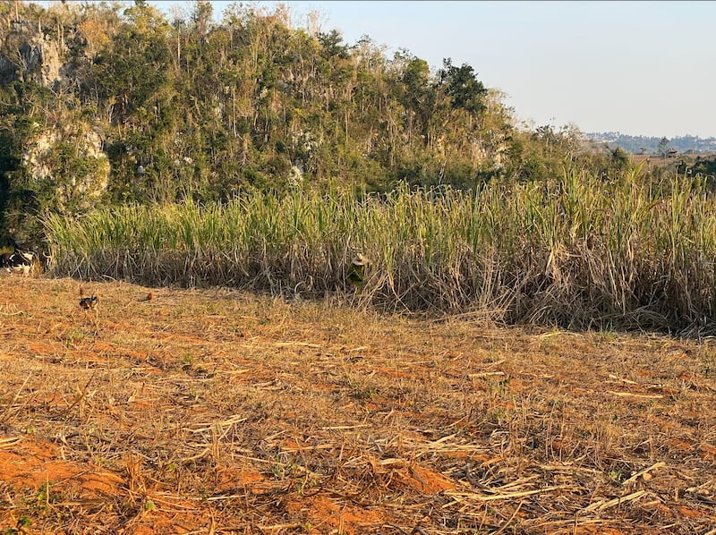 Sugar cane fields, Cuba